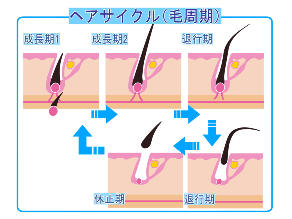 毛周期のイラスト